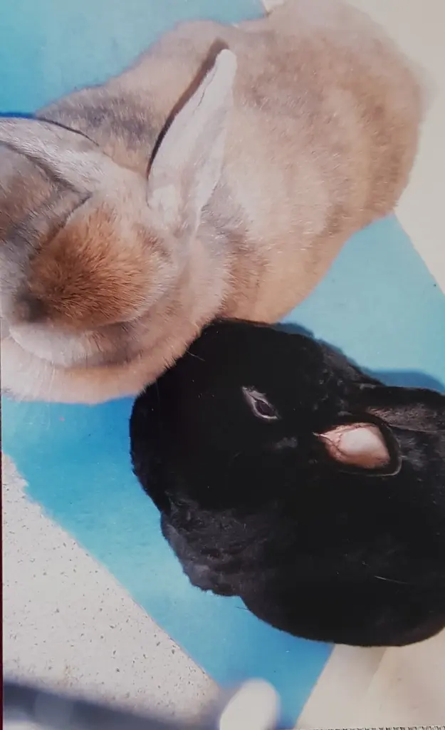 Andachtsbild von Ulla mit Trixi im ❤