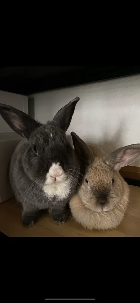 Bild von Hugo & Rolle