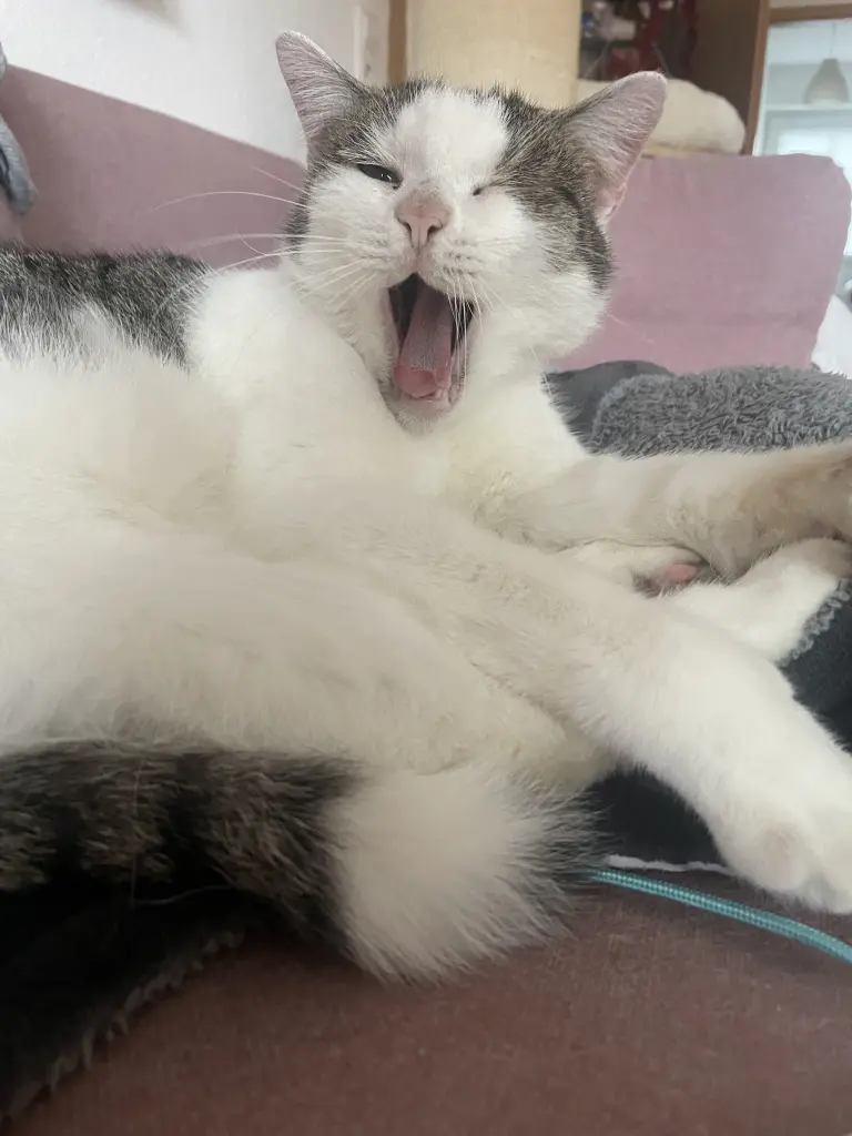 Bild von Harvey