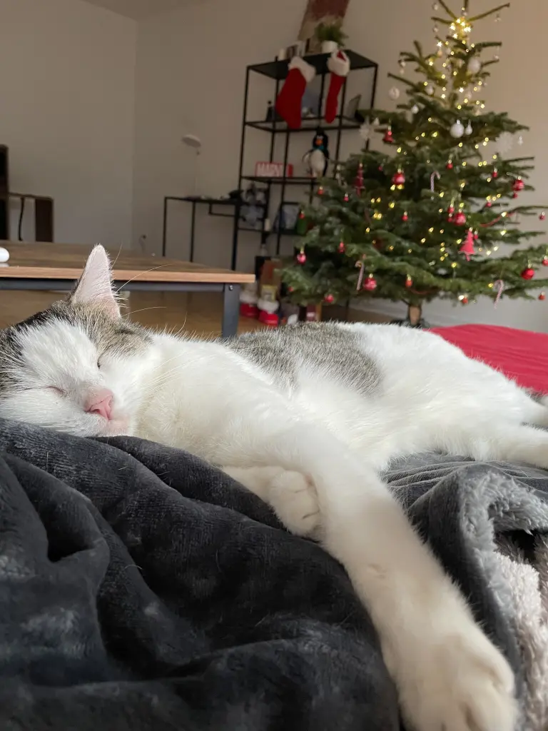 Bild von Harvey