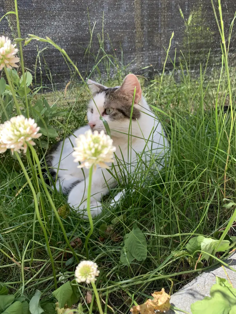 Bild von Harvey