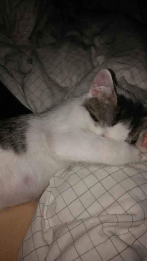 Bild von Harvey