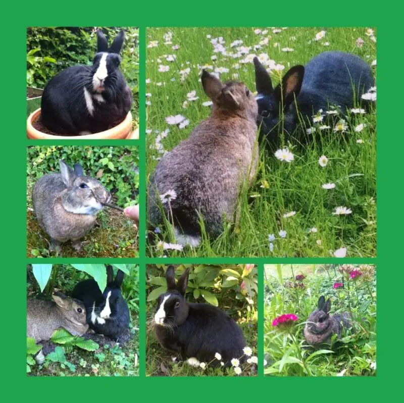 Condolence image of Rosen für Schlappohr