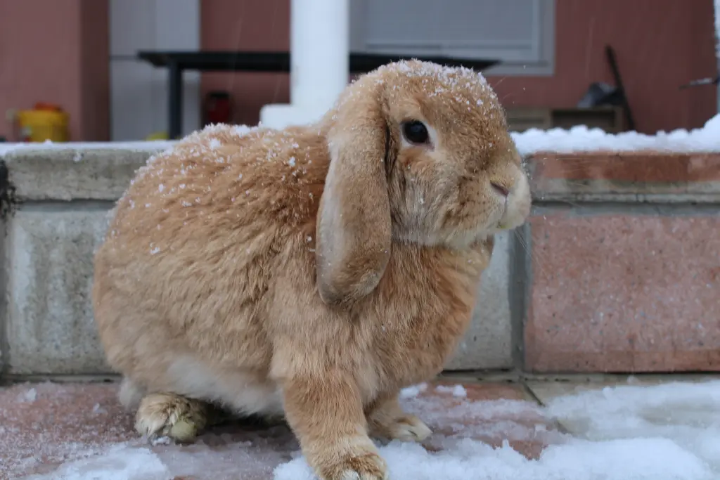 Image from Schlappohr