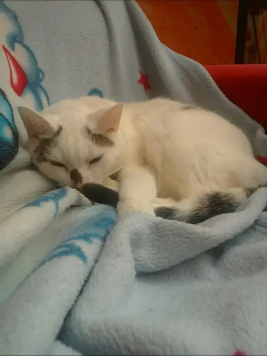 Image from Gismo