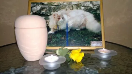 Image from casanova