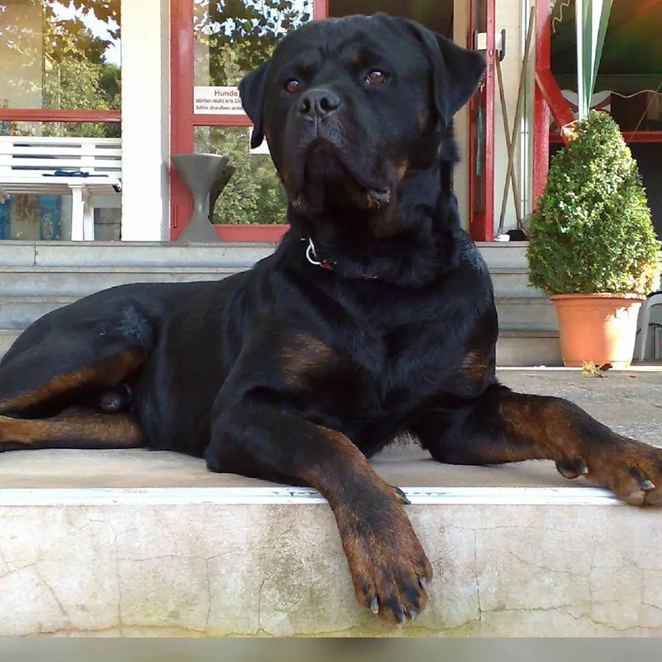 Image from Cane