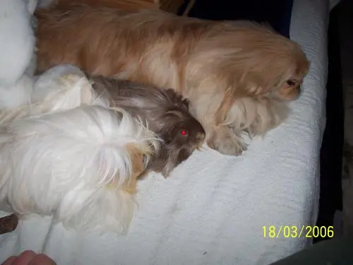 Image from ,,Flocke und Locke,,