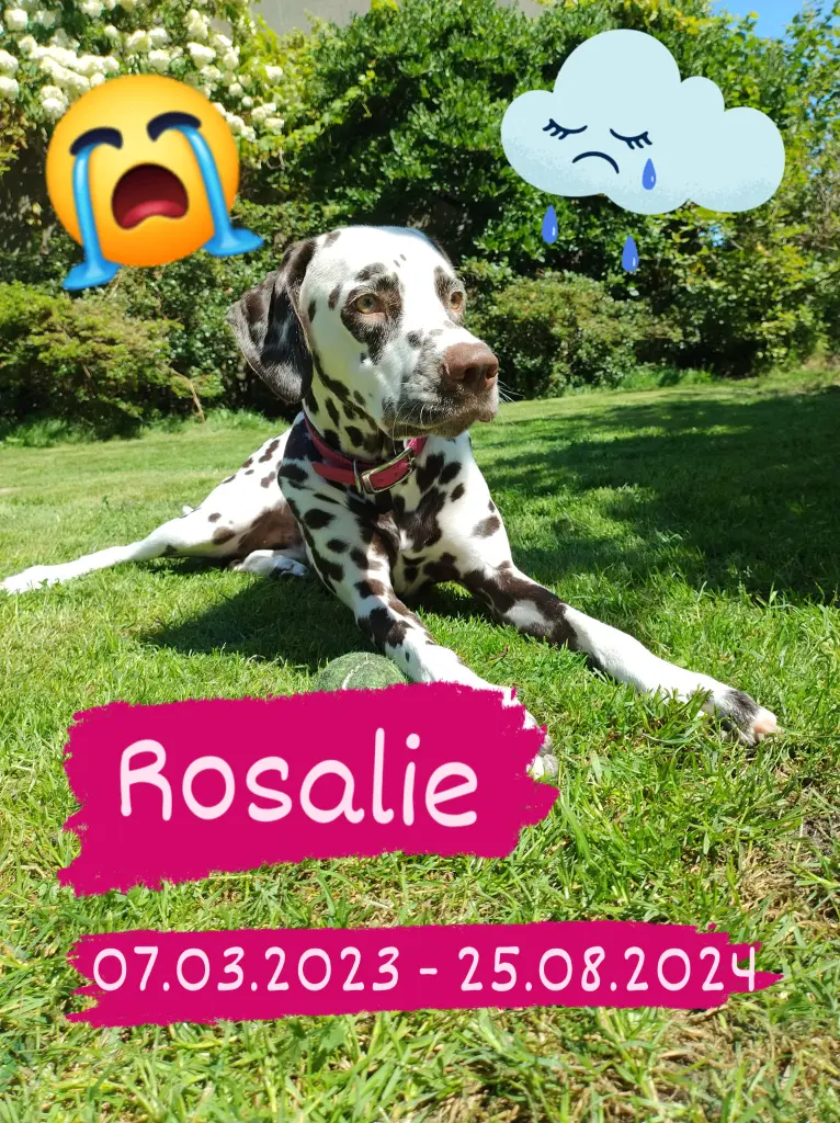 Bild von Rosalie