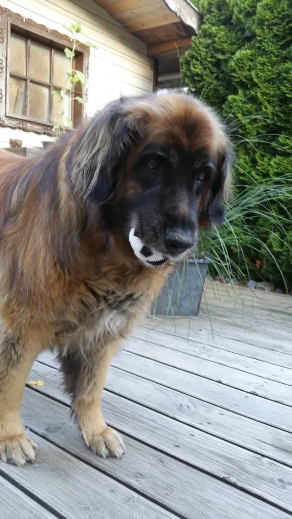 Image from Elysa
