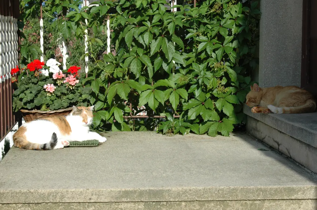 Condolence image of Sabine mit Mimmi im Herzen