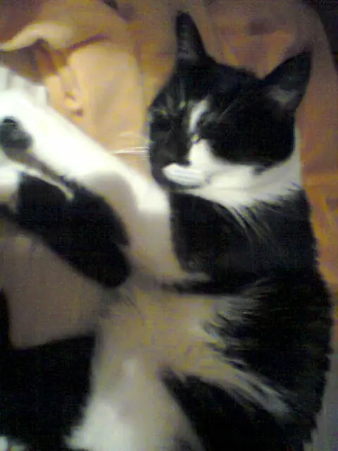 Image from Merlin