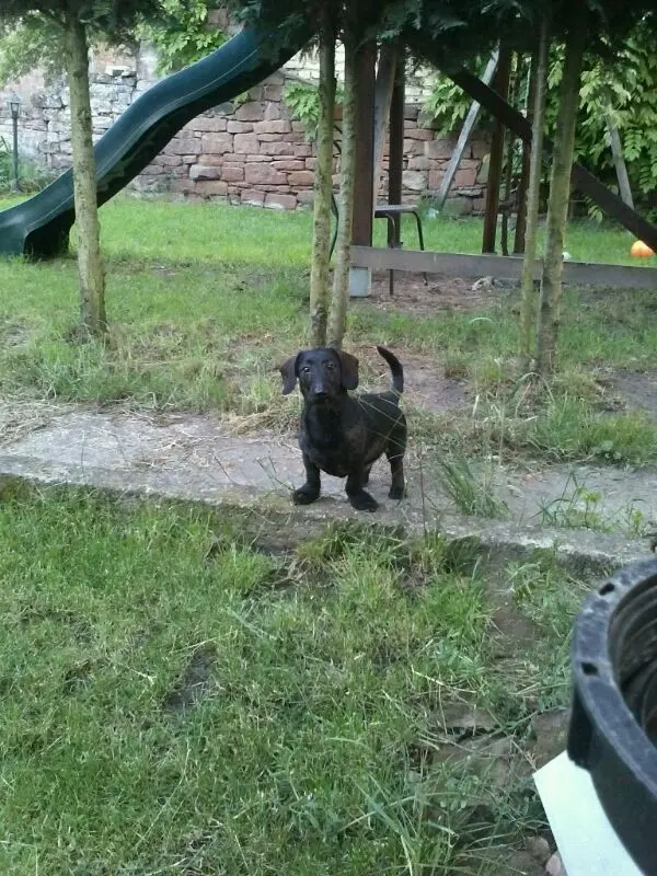 Image from Rambo
