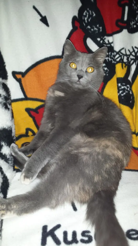 Image from Sookie