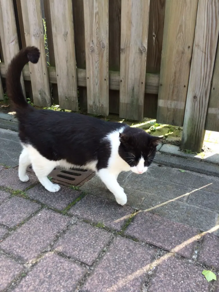 Condolence image of Monika mit Seelenkater Carlo tief im Herzen 