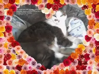 Image from meine zwei lieben wuschel-bärli und sheila