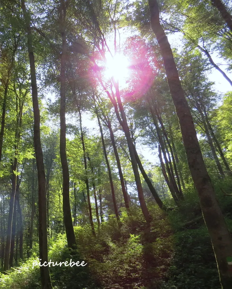 Condolence image of Bettina für Victor