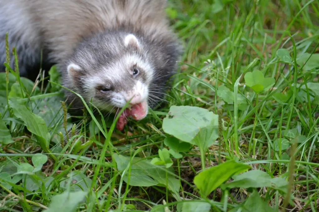 Image from Anne