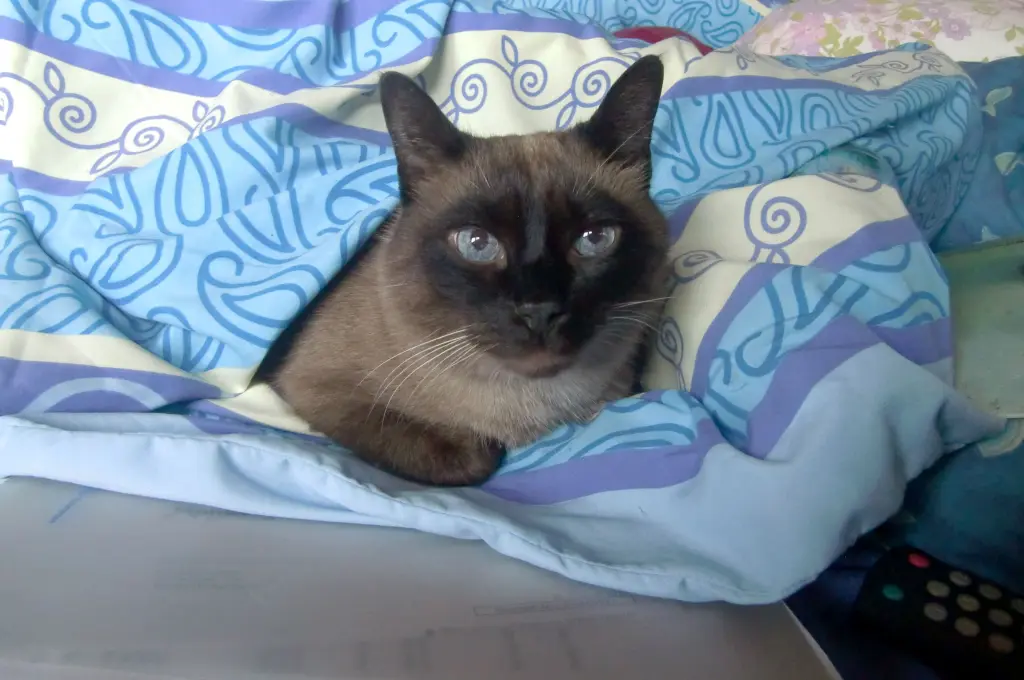 Image from Angel