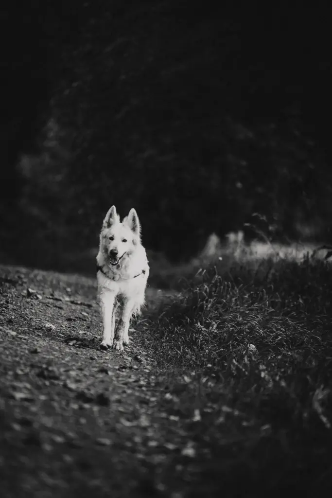 Image from Laika