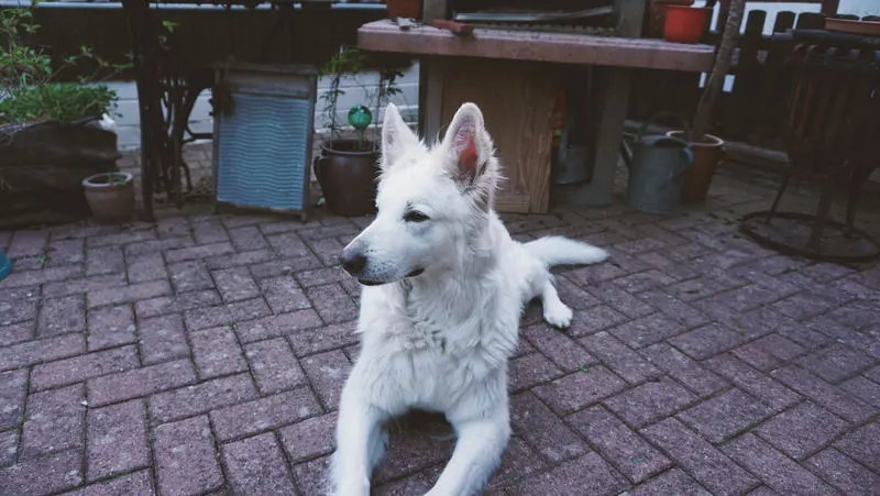 Image from Laika