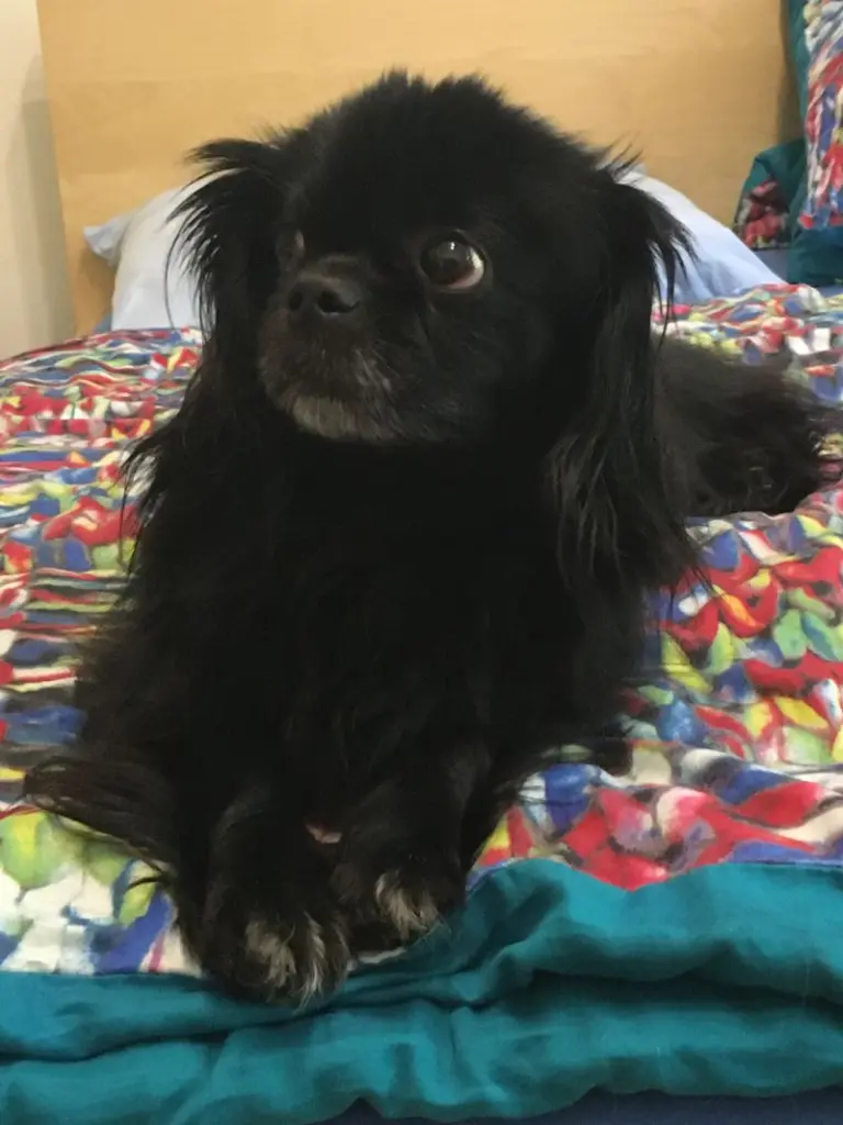 Condolence image of Ruth mit Atica im Herzen 