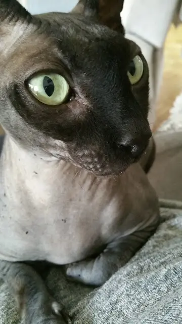 Image from Gizmo