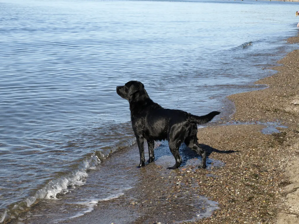 Image from Rusty