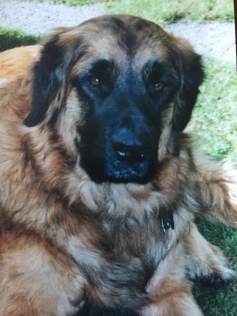 Image from Scooby