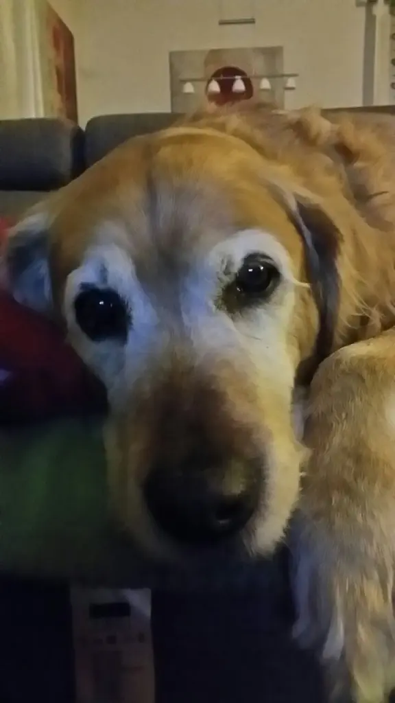 Condolence image of Micha mit Cäsar im Herzen