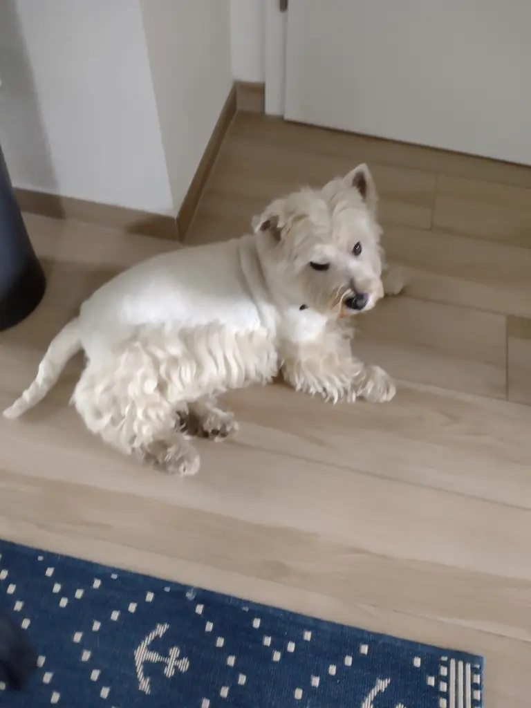 Andachtsbild von Monika, Merlin u Quincy im Herzen 