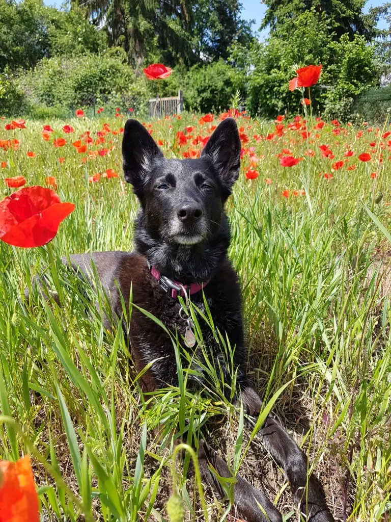 Bild von Nika