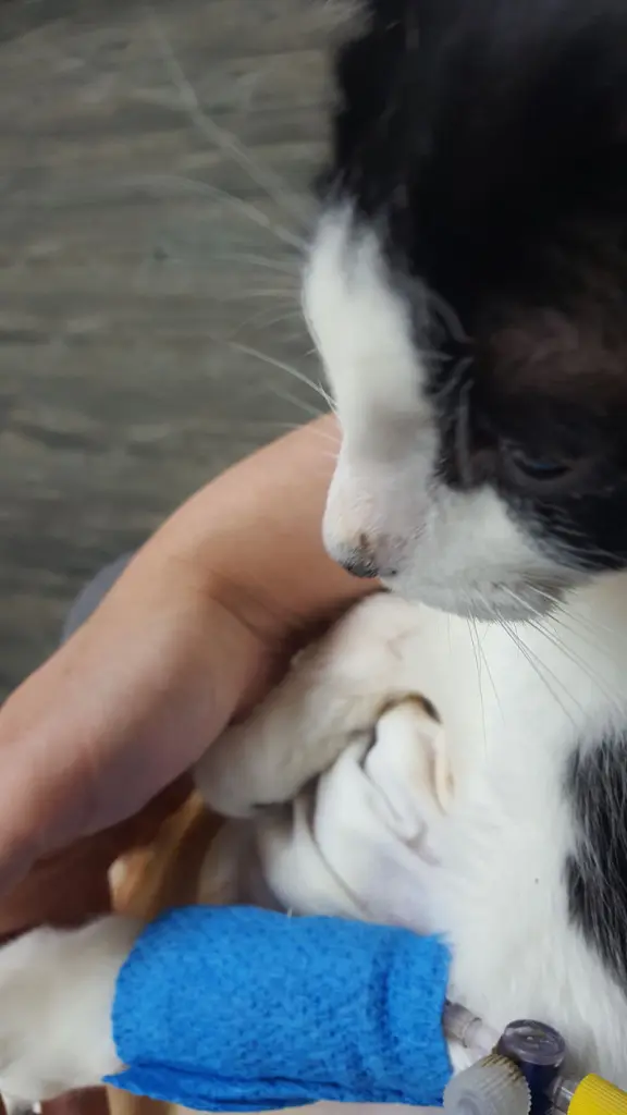 Condolence image of Ketevan mit Max im Herzen