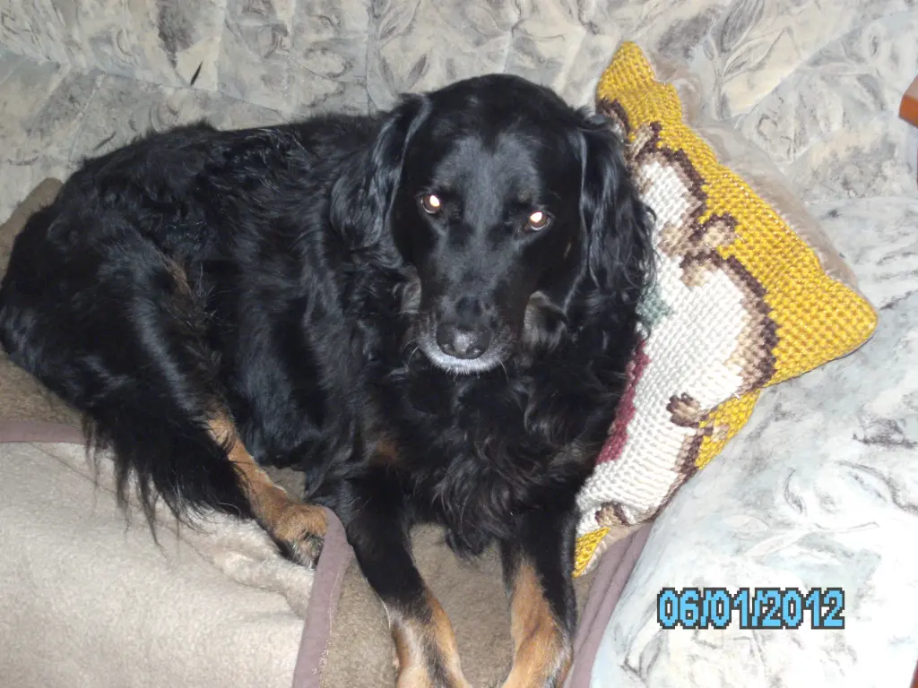 Condolence image of Iris Serrano