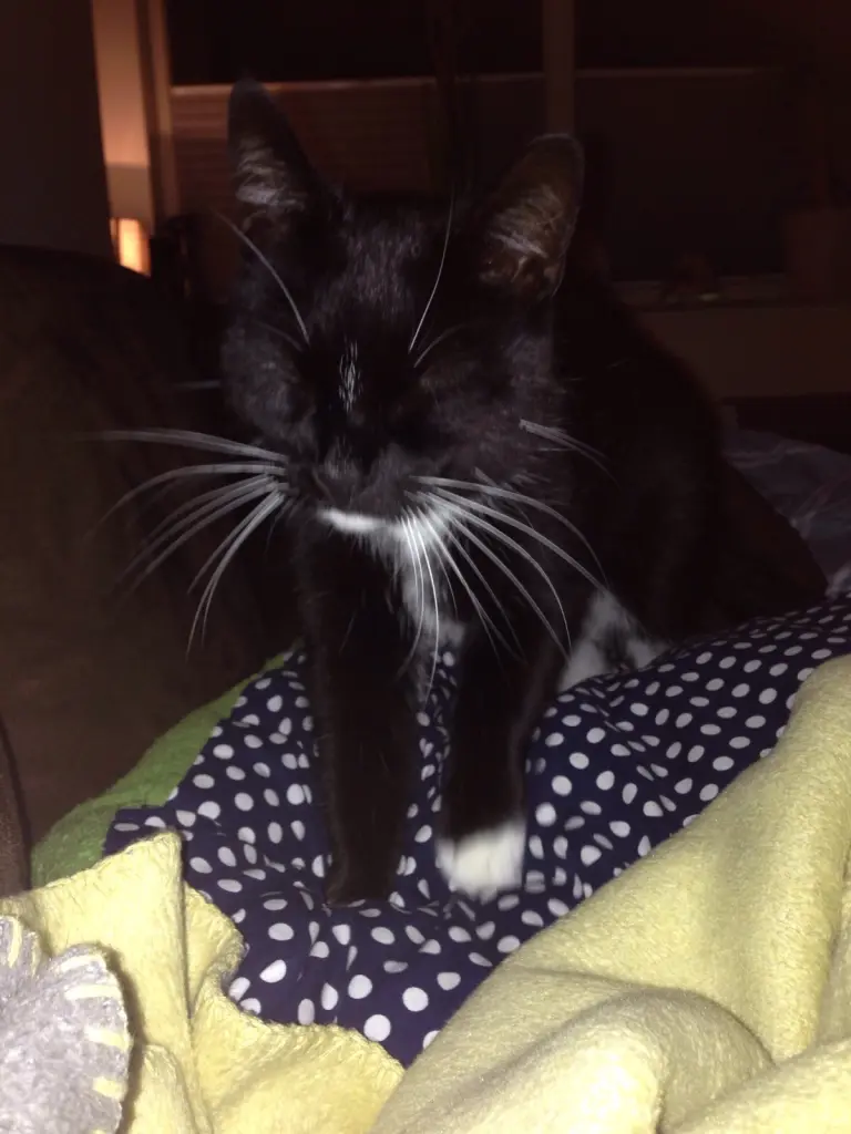 Condolence image of oma moni