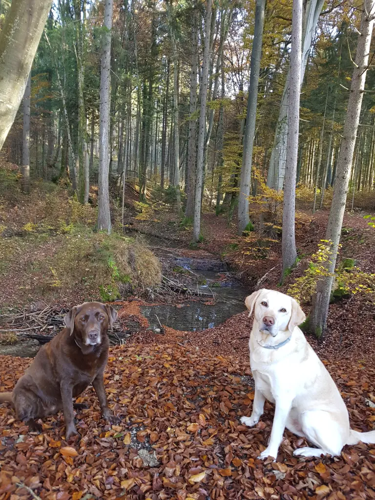 Andachtsbild von Elisabeth