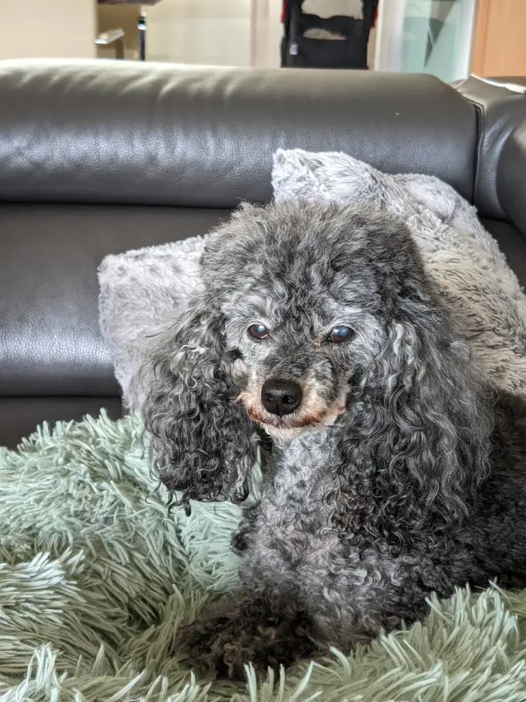 Andachtsbild von Margret