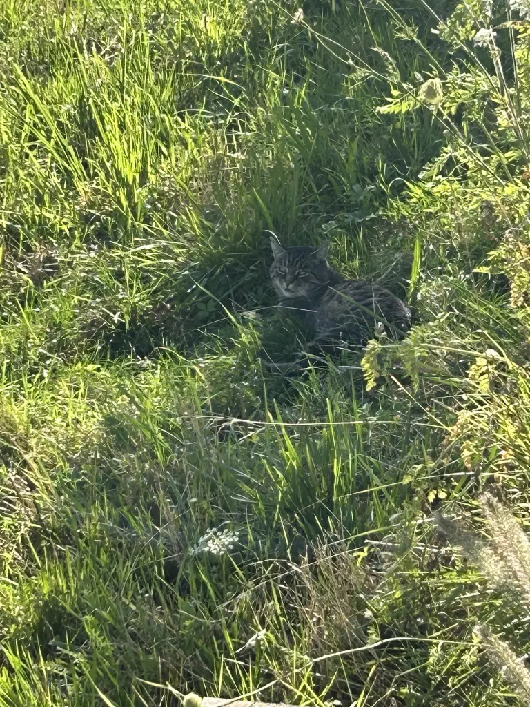 Andachtsbild von ✰¸.•*¨*•.¸✰ Himmelsgruß an Kalli ❤️ ✰¸.•*¨*•.¸✰