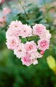 Andachtsbild von ✬¸.•*¨*•.☆Für Kalli ❤️ zum Gedenken 1. Monat✬¸.•*¨*•.☆❤️