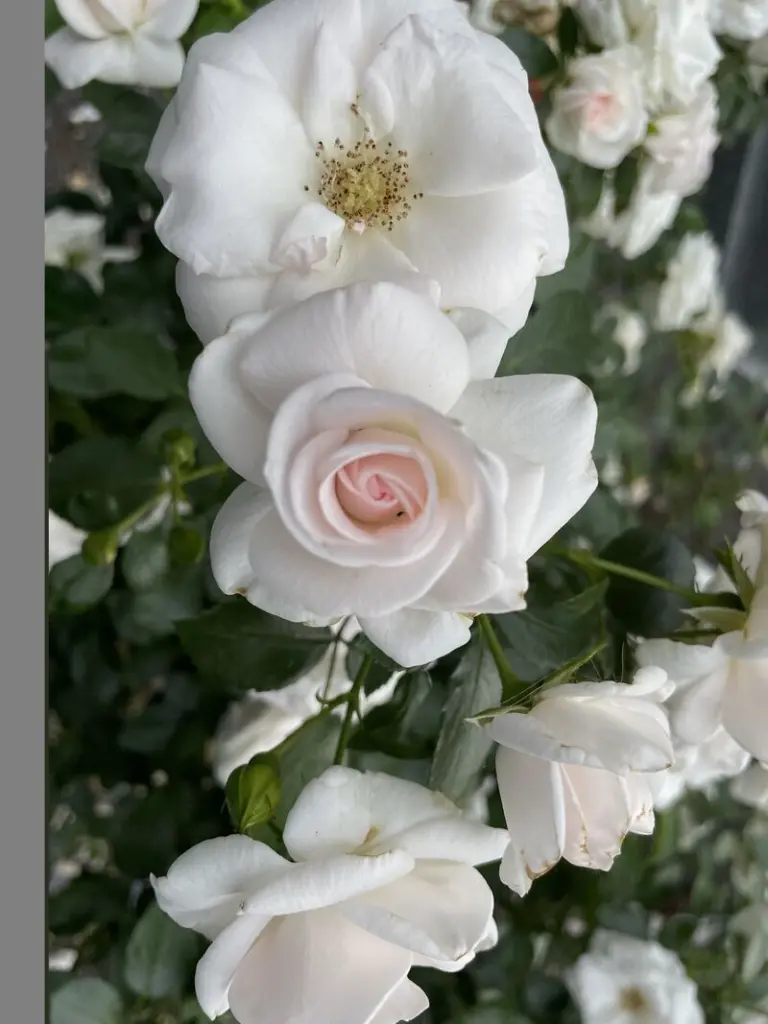 Andachtsbild von ✰¸.•*¨*•.¸✰ Himmelsgruß an Kalli ❤️ ✰¸.•*¨*•.¸✰