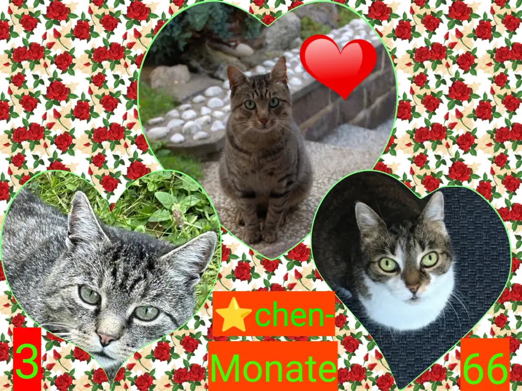 Andachtsbild von Corinna mit Emma, Vinni-Ved, Jengi, Blacky, Pummelchen und anderen Sternleine im Herzen