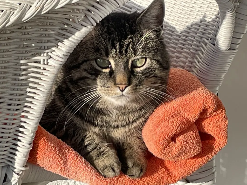 Andachtsbild von ✬¸.•*¨*•.☆Für Kalli ❤️ zum Gedenken - 4 Monate✬¸.•*¨*•.☆❤️