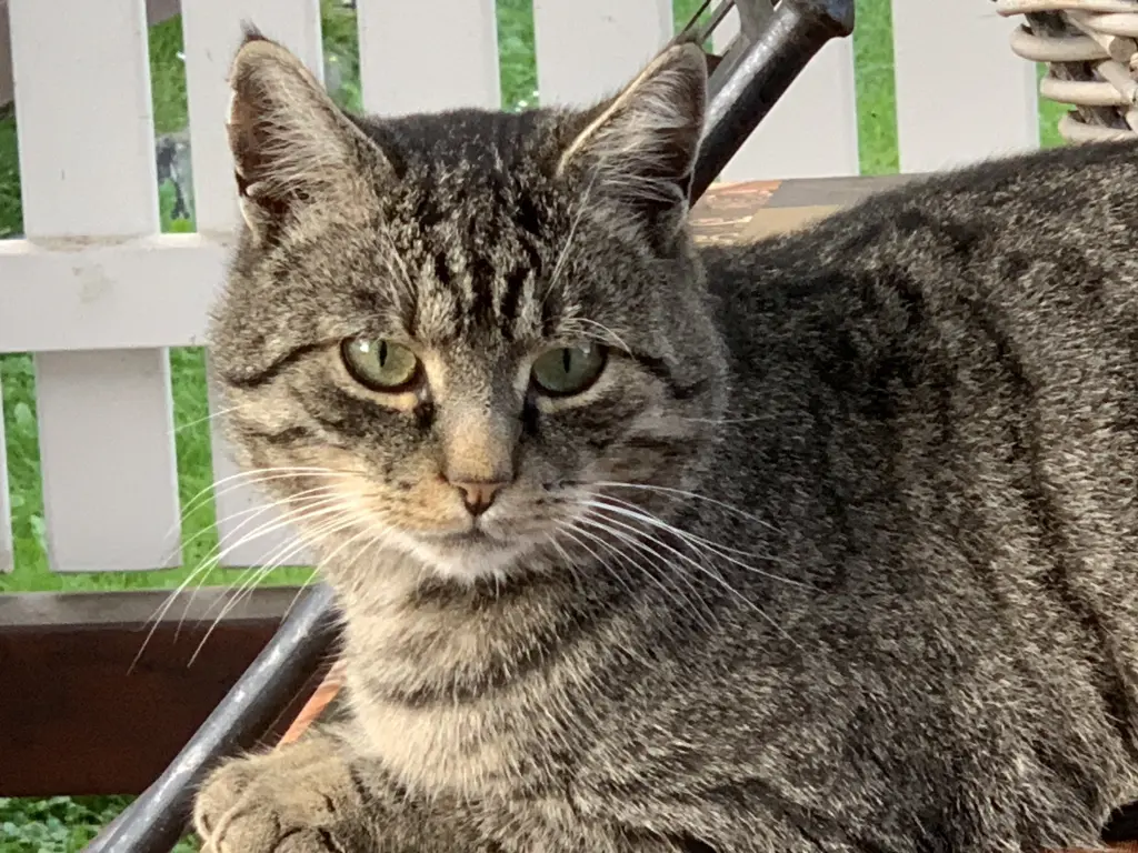 Andachtsbild von *ೃ☆´¸.•´*ೃ ¸ Für Kalli❤️zum Gedenken - 5 Monate *ೃ☆´¸.•´*ೃ ¸