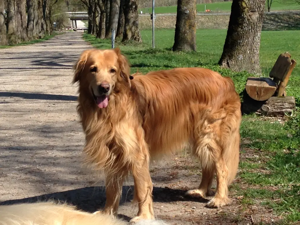 Andachtsbild von Sabine