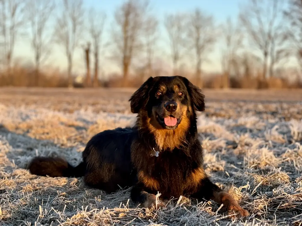 Andachtsbild von Markus