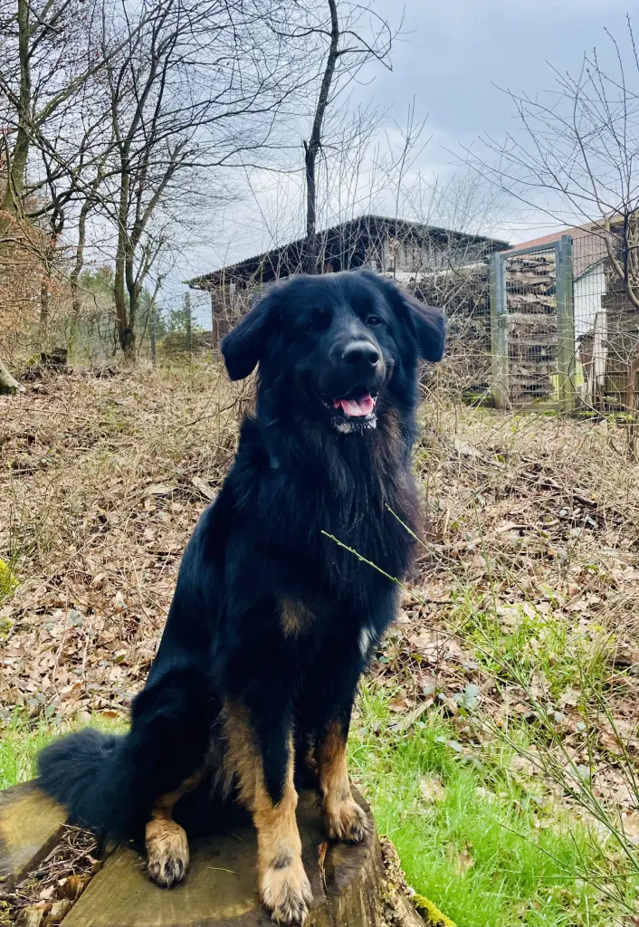 Bild von Archie (Addi)