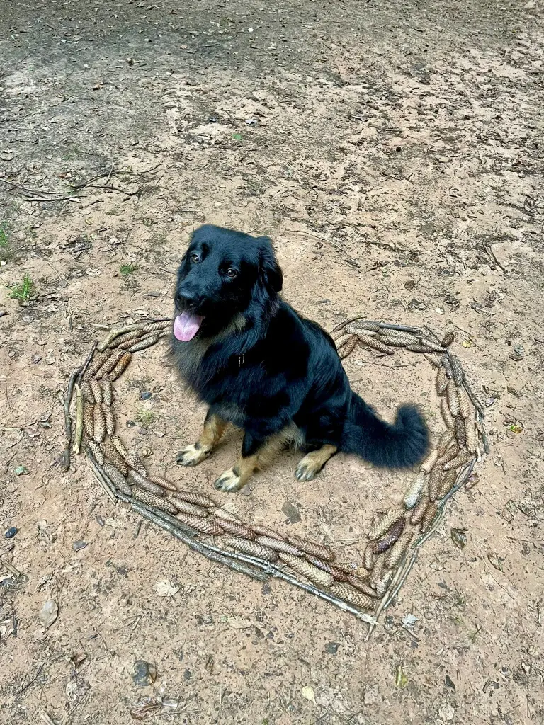 Bild von Archie (Addi)