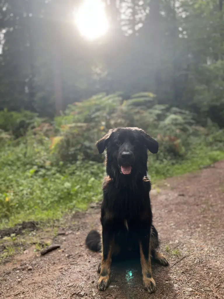 Bild von Archie (Addi)