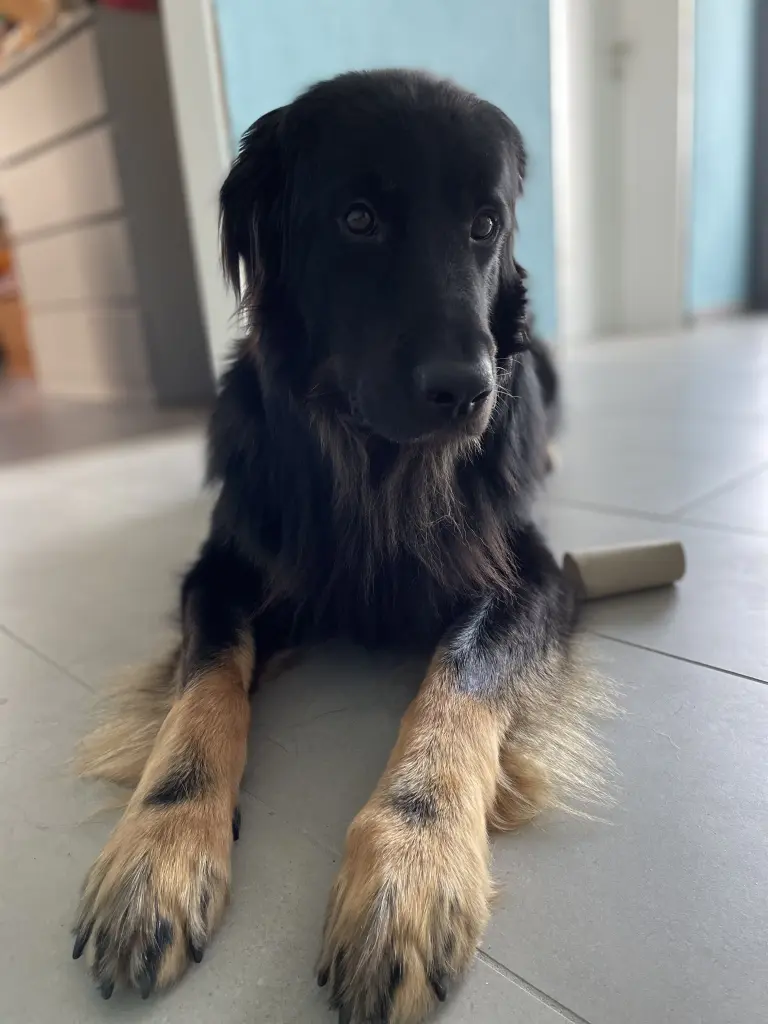 Bild von Archie (Addi)