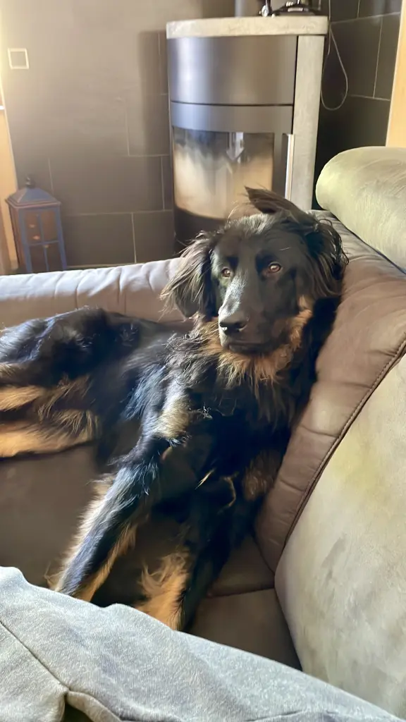 Bild von Archie (Addi)